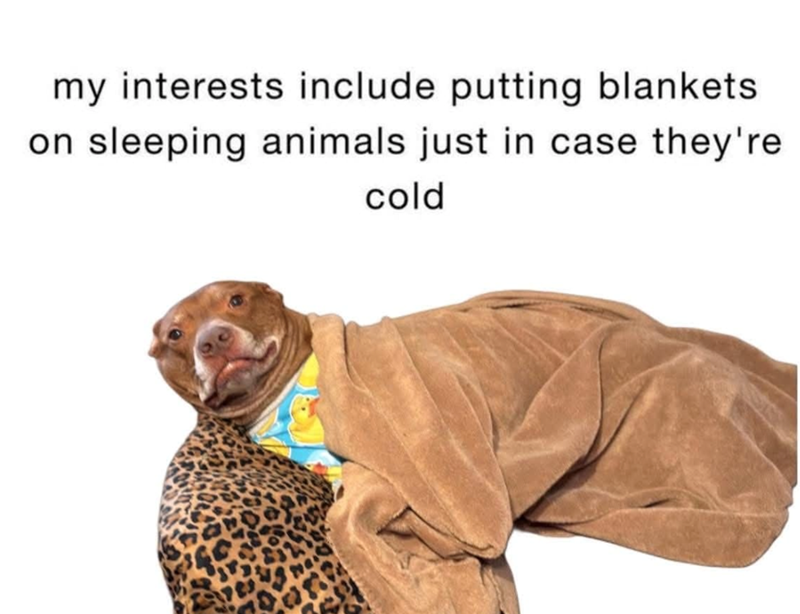 my interests include putting blankets. on sleeping animals just in case they're. cold