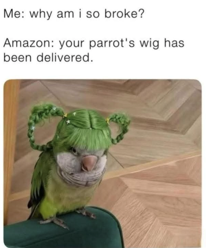 Me: why am i so broke? Amazon: your parrot's wig has been delivered.