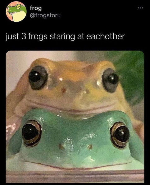 frog @frogsforu just 3 frogs staring at eachother