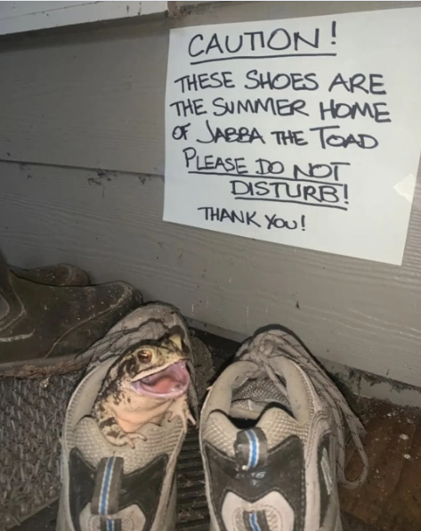 CAUTION! THESE SHOES ARE THE SUMMER HOME OF JABBA THE TOAD PLEASE DO NOT DISTURB! THANK YOU!