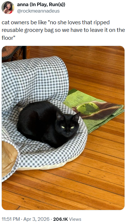 anna (In Play, Run(s)) @rockmeannadeus cat owners be like "no she loves that ripped reusable grocery bag so we have to leave it on the floor" 11:51 PM - Apr 3, 2026 206.1K Views
