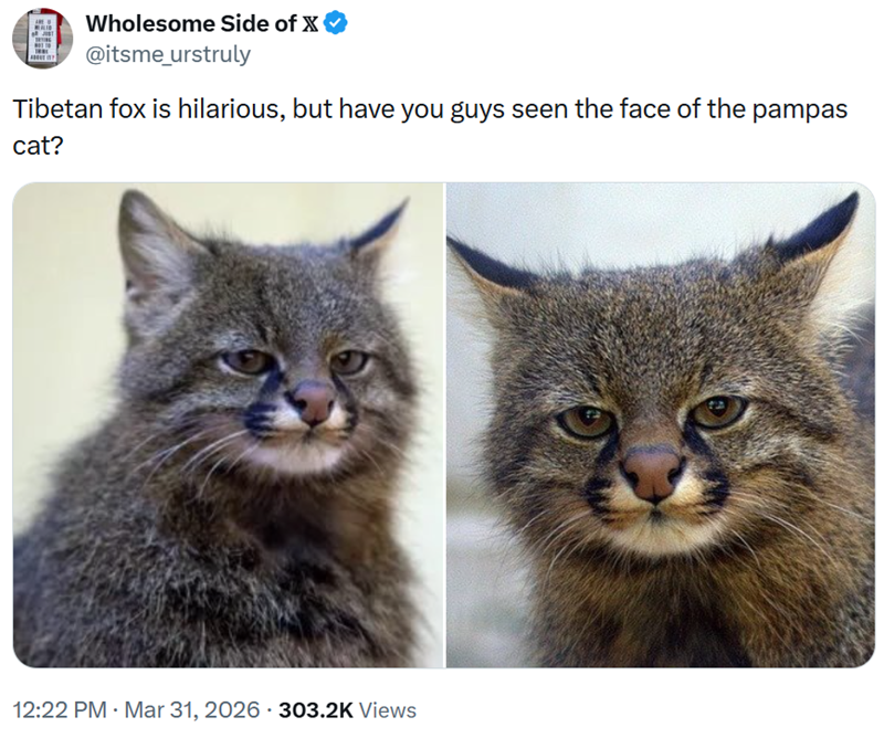 Wholesome Side of X ☑ @itsme_urstruly Tibetan fox is hilarious, but have you guys seen the face of the pampas cat? 12:22 PM - Mar 31, 2026 - 303.2K Views