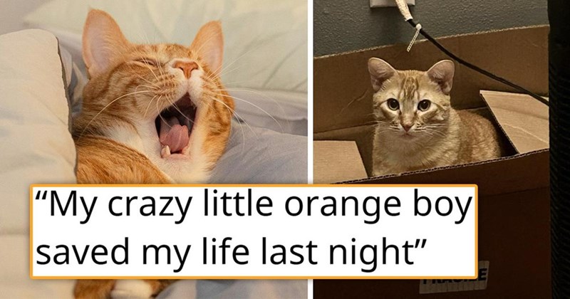 "My crazy little orange boy saved my life last night"