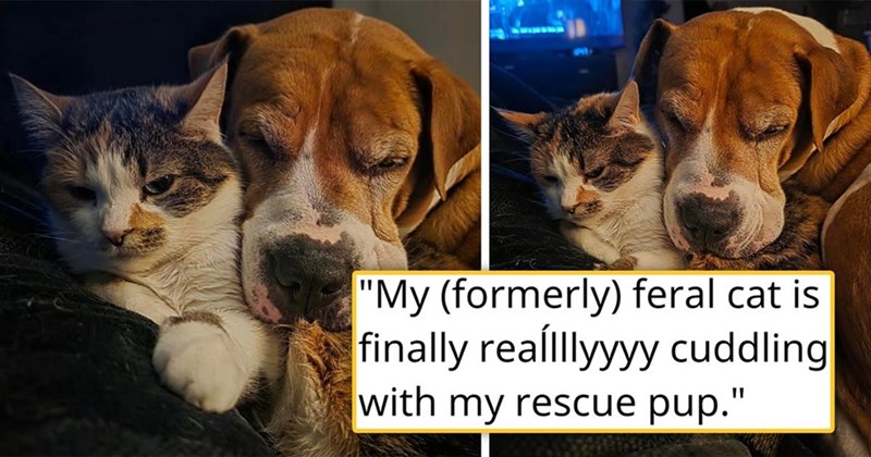 "My (formerly) feral cat is finally reallllyyyy cuddling with my rescue pup."
