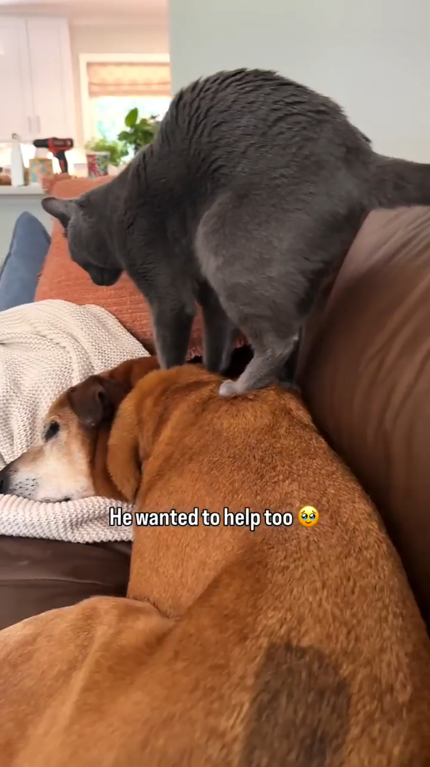 He wanted to help too 60