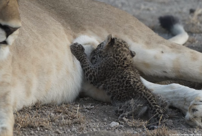 JOOP VAN DER LINDE/NDUTU LODGE