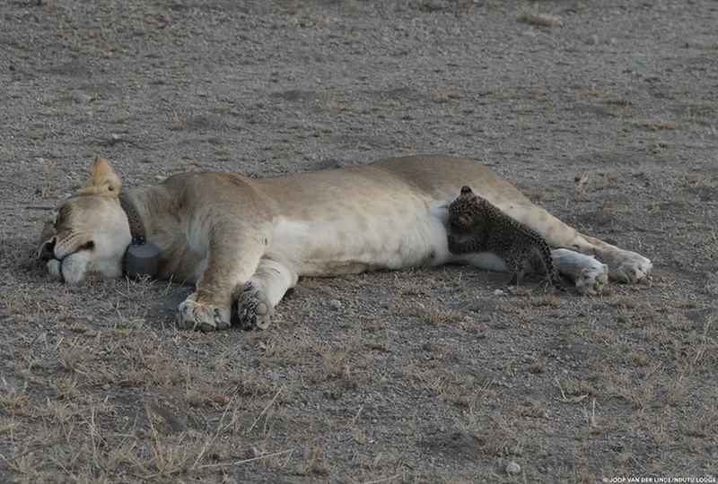 JOOP VAN DER LINDE/NDUTU LODGE