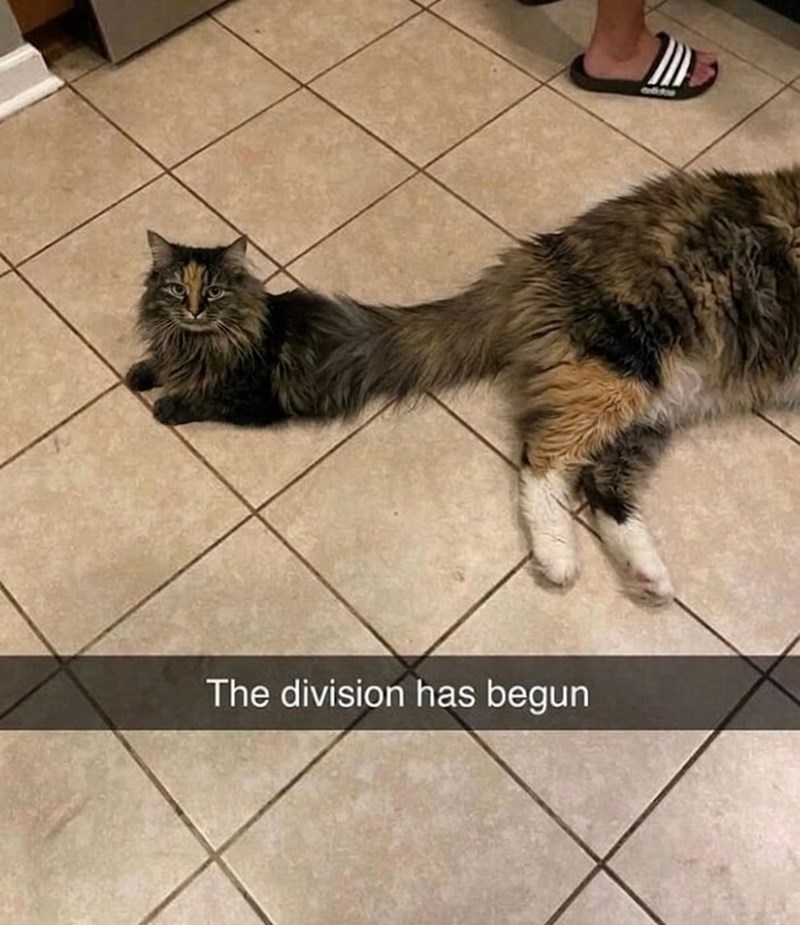 The division has begun