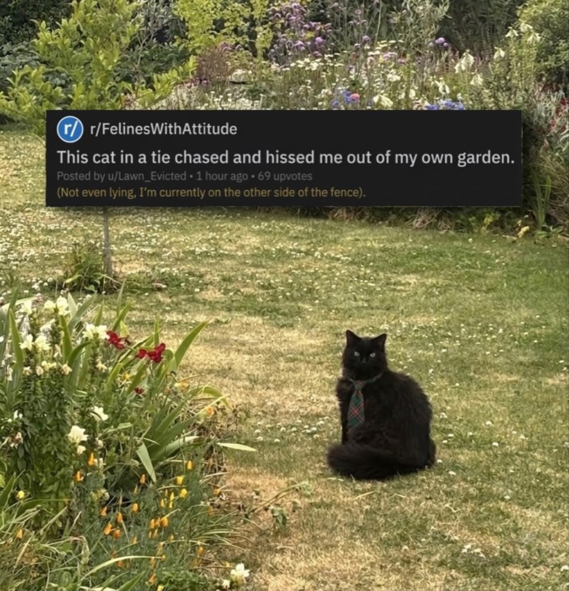 r r/FelinesWithAttitude This cat in a tie chased and hissed me out of my own garden. Posted by u/Lawn_Evicted ⚫ 1 hour ago⚫ 69 upvotes (Not even lying, I'm currently on the other side of the fence).