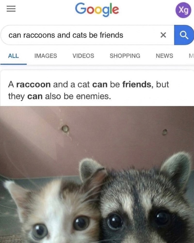III =1 Google can raccoons and cats be friends × Xg ALL IMAGES VIDEOS SHOPPING NEWS M A raccoon and a cat can be friends, but they can also be enemies.