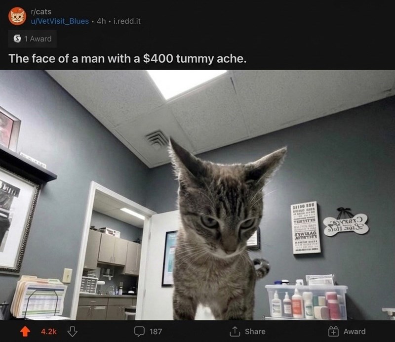 r/cats u/VetVisit Blues • 4h.i.redd.it 1 Award The face of a man with a $400 tummy ache. 24100 SON BRISCO SE TERIITER THE GES A 9160 SYATAAG AMETIES oll 301 4.2k 187 ↑ Share Award