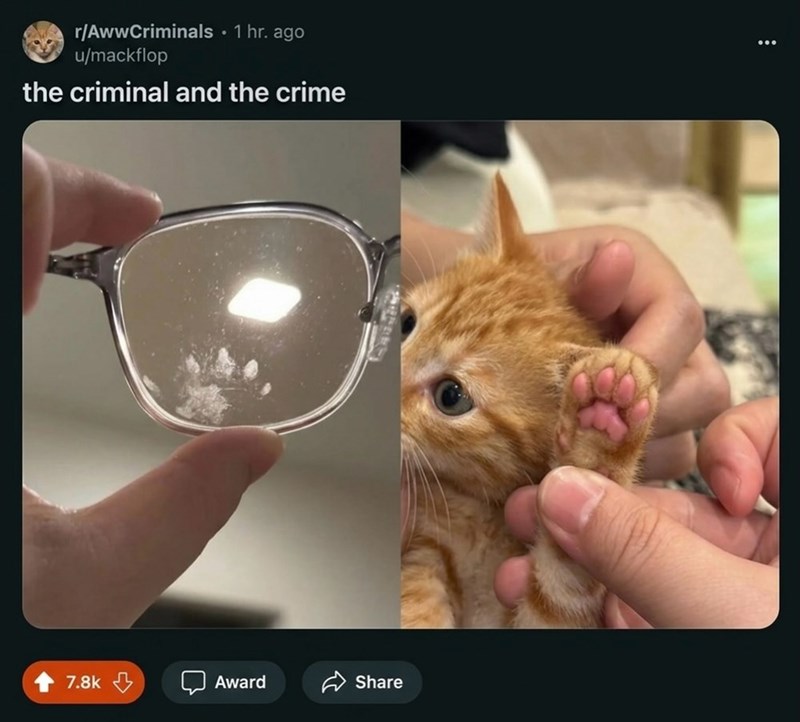 r/AwwCriminals • 1 hr. ago u/mackflop the criminal and the crime 7.8k Award Share