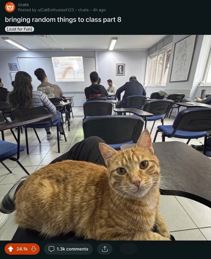 r/cats Posted by u/CatEnthusiast123 r/cats • 4h ago bringing random things to class part 8 [Just for Fun] 24.1k COMMON f. B 1.3k comments L→