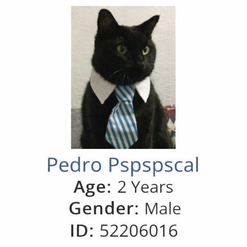 Pedro Pspspscal Age: 2 Years Gender: Male ID: 52206016