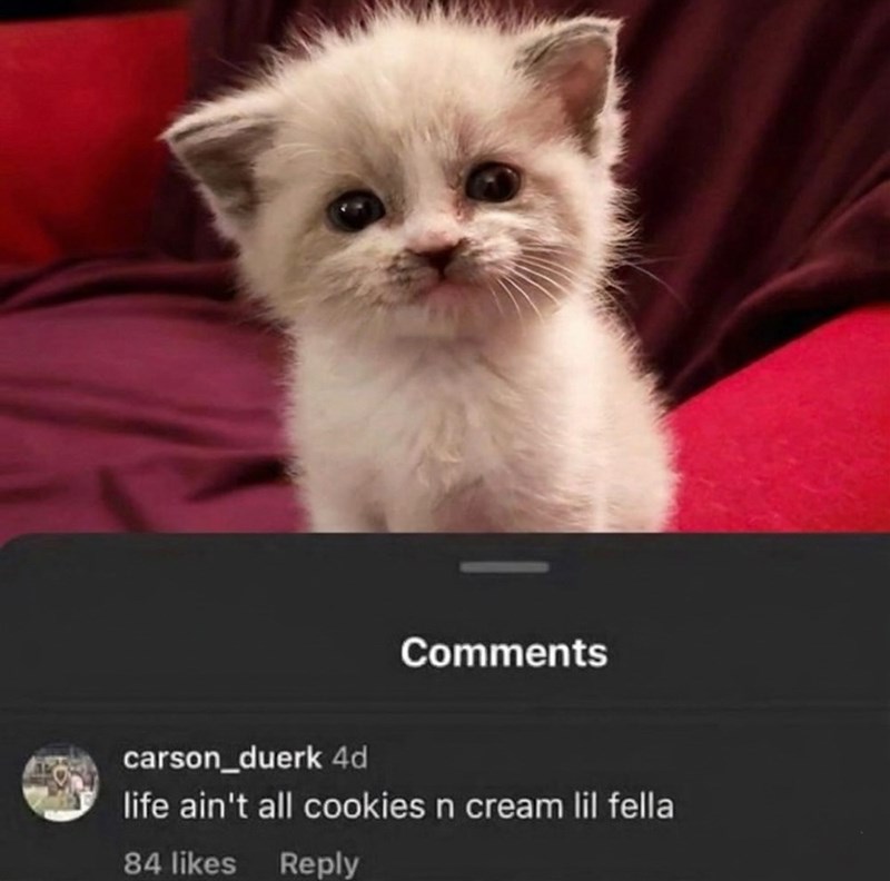 Comments carson_duerk 4d life ain't all cookies n cream lil fella 84 likes Reply