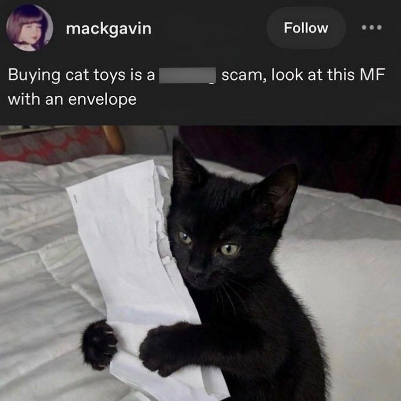mackgavin Buying cat toys is a Follow scam, look at this MF with an envelope