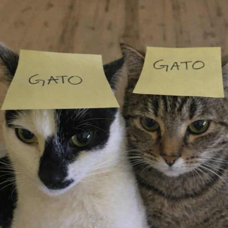 GATO GATO