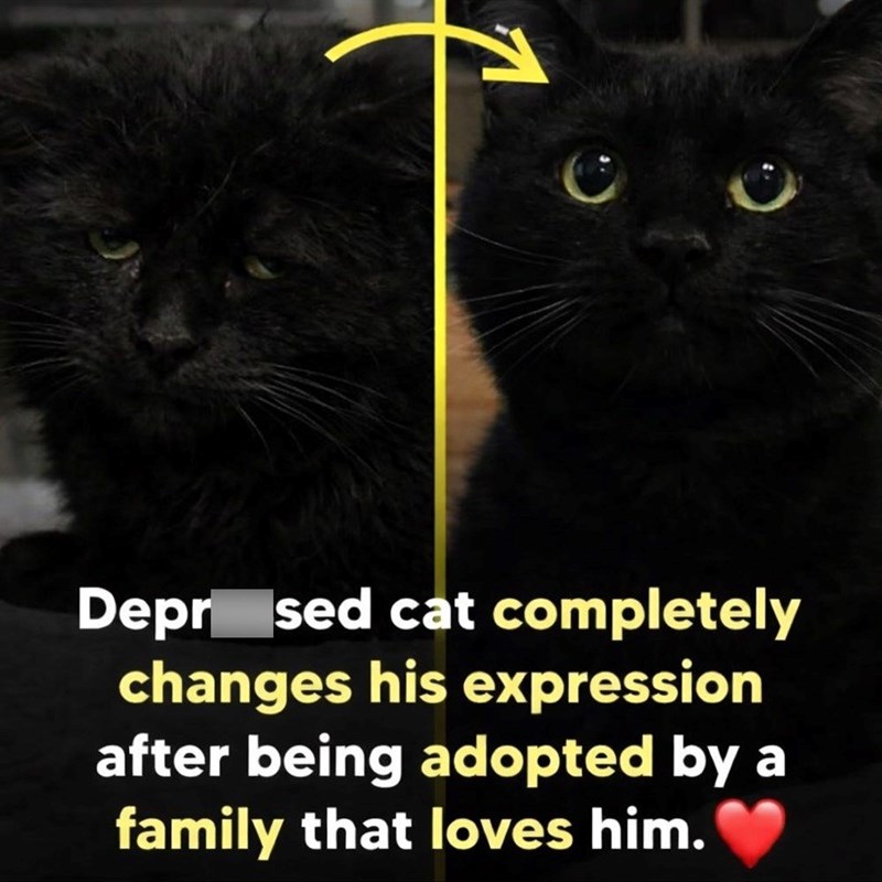 Depr sed cat completely changes his expression after being adopted by a family that loves him.