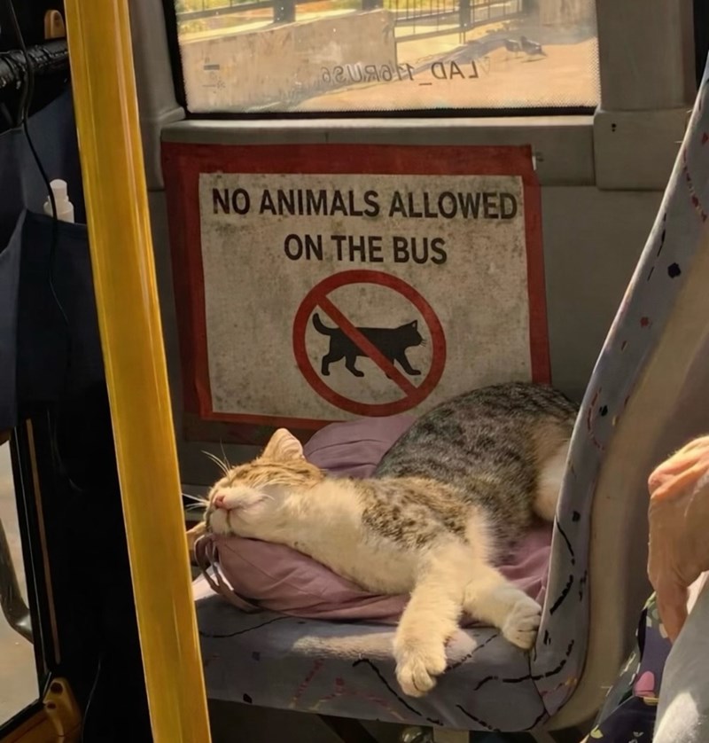 гияан АЈ NO ANIMALS ALLOWED ON THE BUS