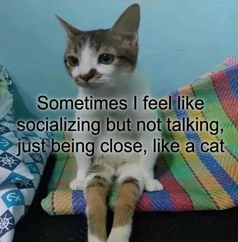 Sometimes I feel like socializing but not talking, just being close, like a cat Ex