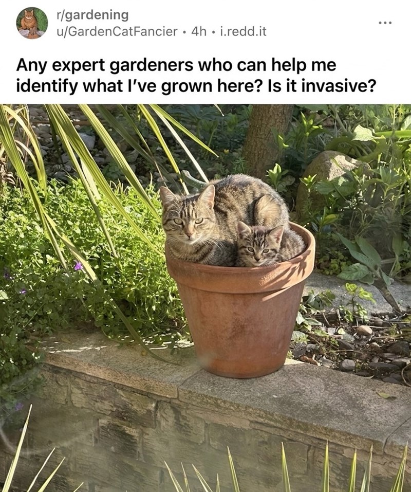 r/gardening u/GardenCatFancier 4h. i.redd.it Any expert gardeners who can help me identify what I've grown here? Is it invasive?