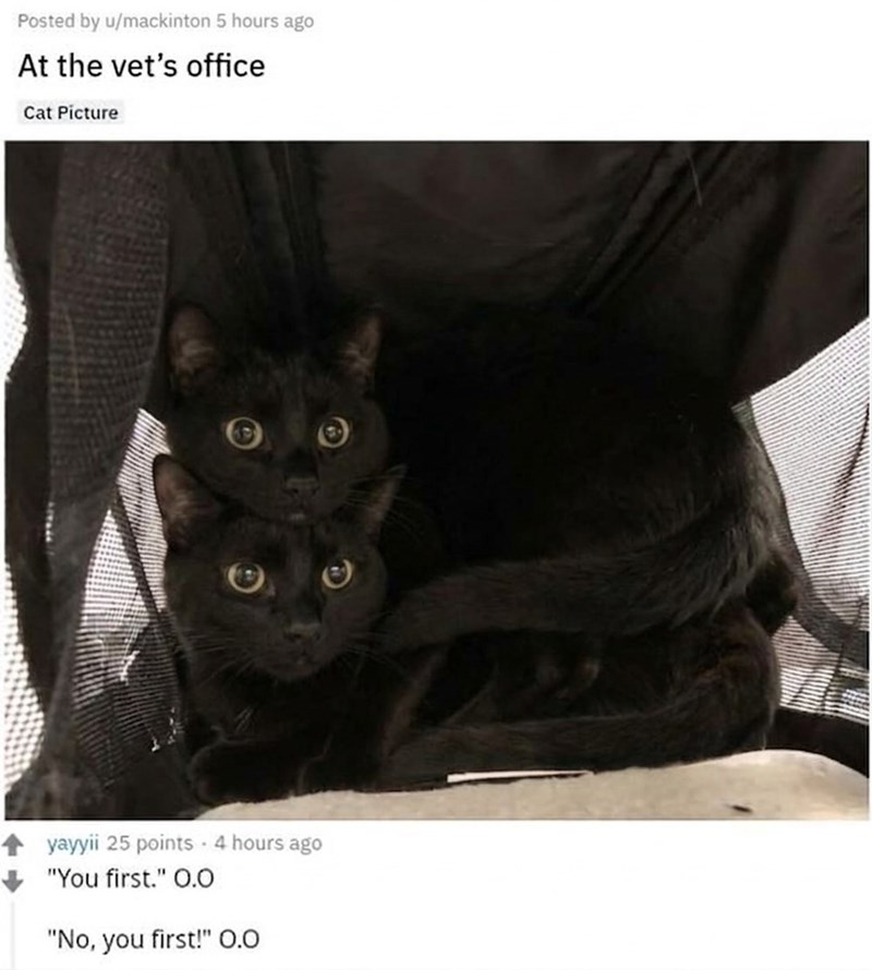 Posted by u/mackinton 5 hours ago At the vet's office Cat Picture yayyii 25 points - 4 hours ago "You first." O.O "No, you first!" 0.0