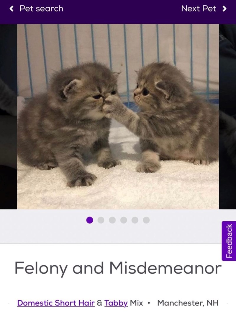 < Pet search Next Pet > Felony and Misdemeanor • Domestic Short Hair & Tabby Mix Manchester, NH Feedback