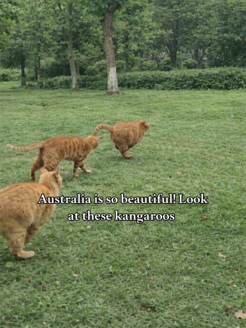 Australia is so beautiful! Look at these kangaroos