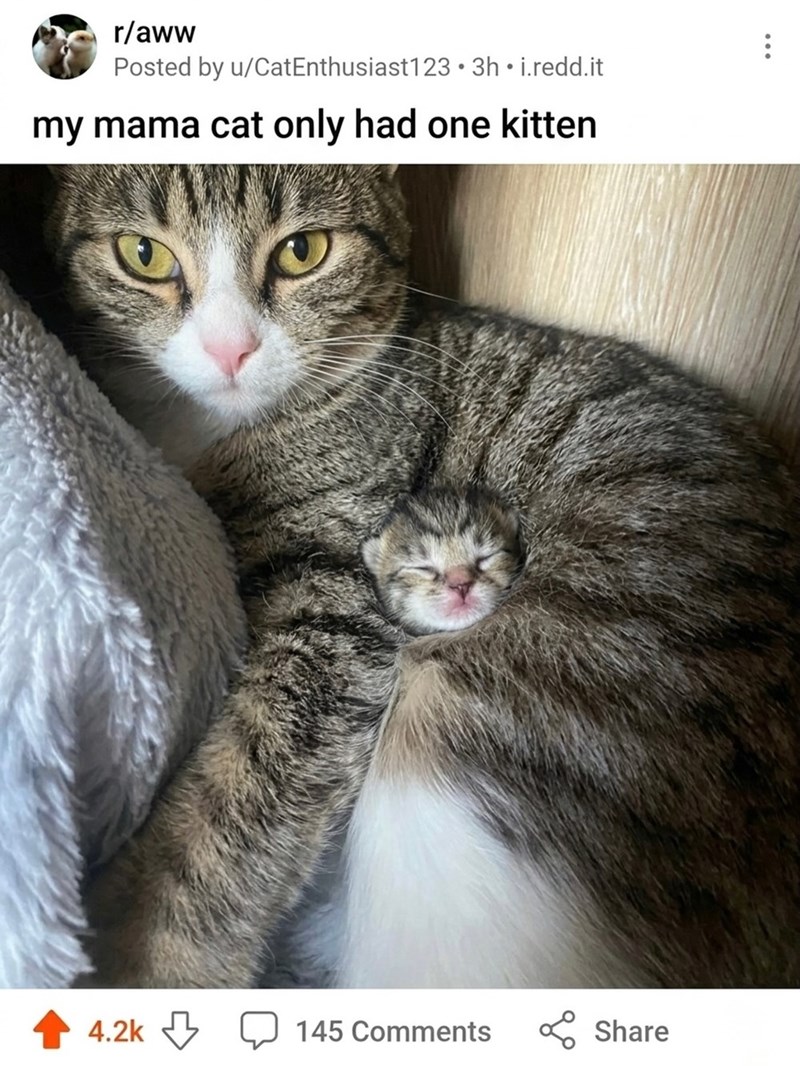 r/aww Posted by u/CatEnthusiast123.3h⚫i.redd.it my mama cat only had one kitten 4.2k 145 Comments Share