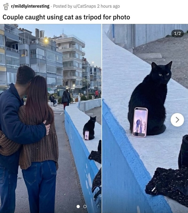 r/mildlyinteresting Posted by u/CatSnaps 2 hours ago Couple caught using cat as tripod for photo 1/2 <