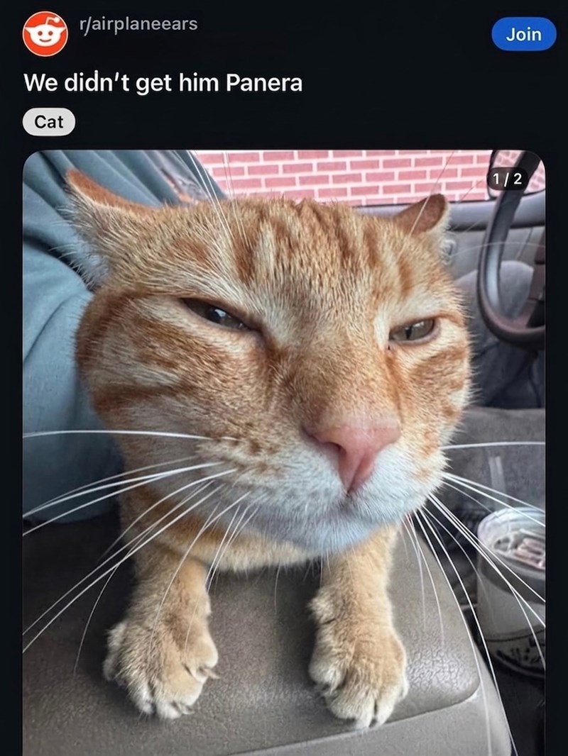 r/airplaneears We didn't get him Panera Cat Join 1/2