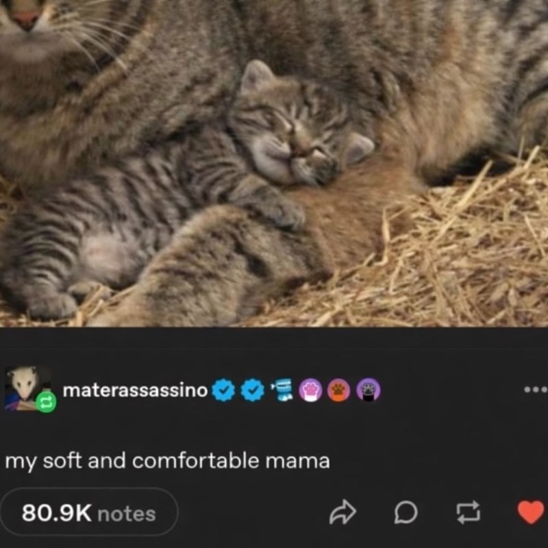 materassassino my soft and comfortable mama 80.9K notes D