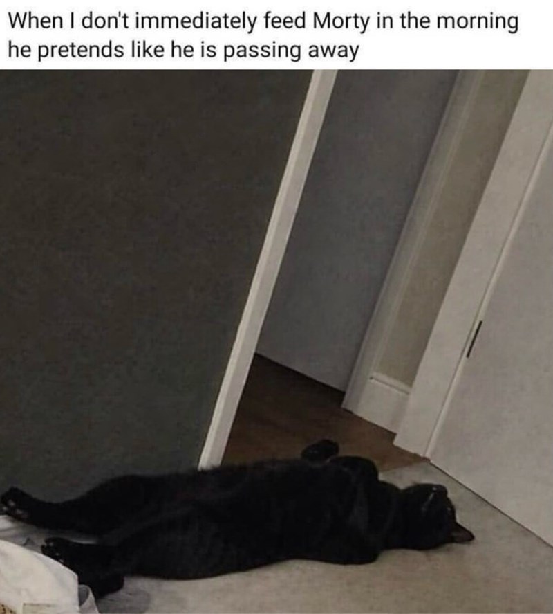 When I don't immediately feed Morty in the morning he pretends like he is passing away