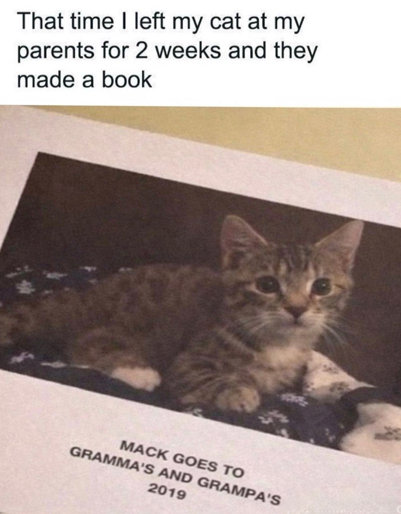 That time I left my cat at my parents for 2 weeks and they made a book MACK GOES TO GRAMMA'S AND GRAMPA'S 2019