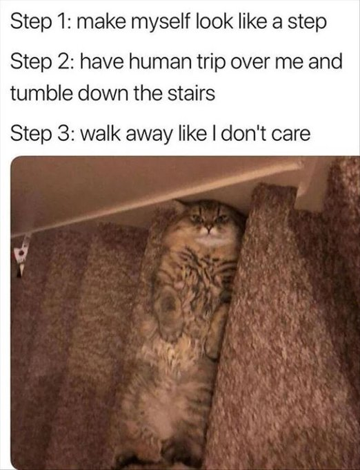Step 1: make myself look like a step Step 2: have human trip over me and tumble down the stairs Step 3: walk away like I don't care