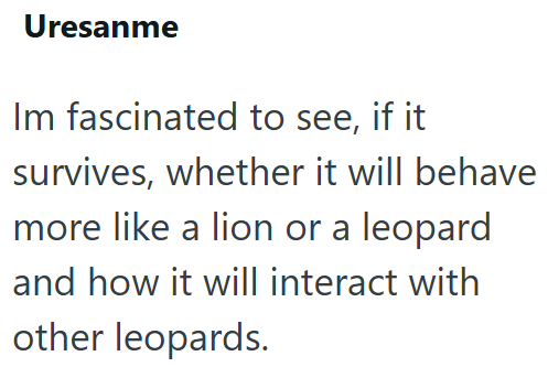 Uresanme Im fascinated to see, if it survives, whether it will behave more like a lion or a leopard and how it will interact with other leopards.