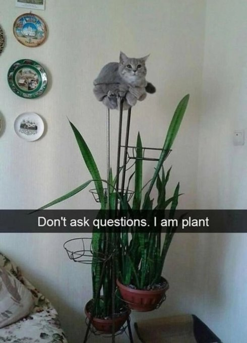 3 Don't ask questions. I am plant