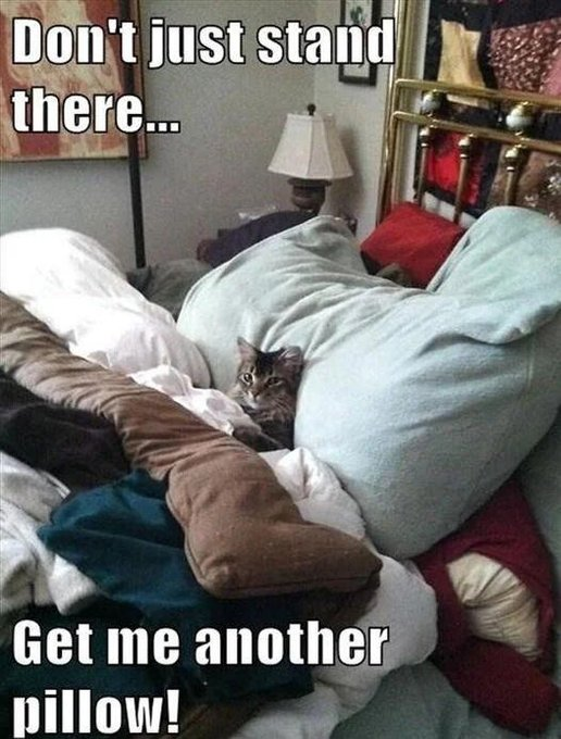Don't just stand there... Get me another pillow!