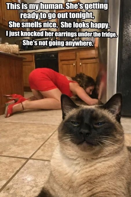 This is my human. She's getting ready to go out tonight, She smells nice, She looks happy. I just knocked her earrings under the fridge. She's not going anywhere.
