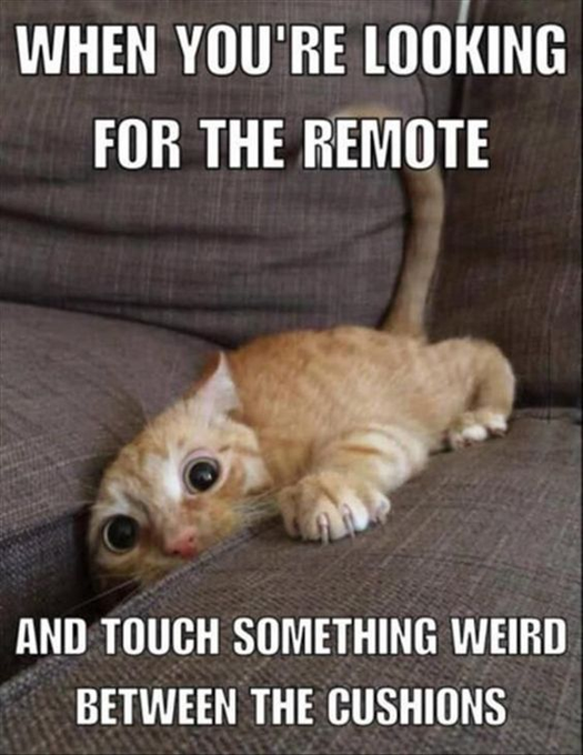 WHEN YOU'RE LOOKING FOR THE REMOTE AND TOUCH SOMETHING WEIRD BETWEEN THE CUSHIONS