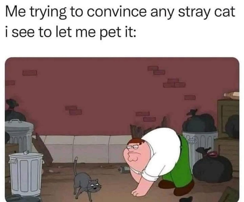 Me trying to convince any stray cat i see to let me pet it: 83
