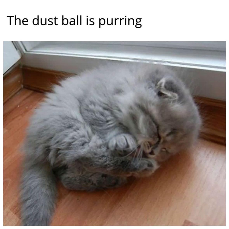 The dust ball is purring
