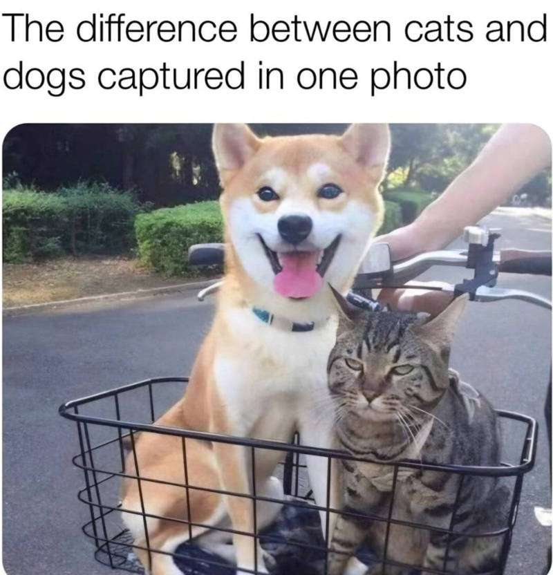The difference between cats and dogs captured in one photo