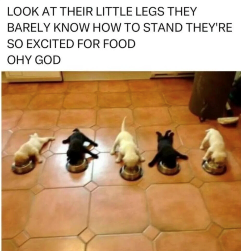 LOOK AT THEIR LITTLE LEGS THEY BARELY KNOW HOW TO STAND THEY'RE SO EXCITED FOR FOOD OHY GOD