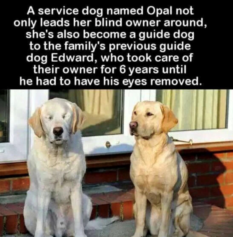 A service dog named Opal not only leads her blind owner around, she's also become a guide dog to the family's previous guide dog Edward, who took care of their owner for 6 years until he had to have his eyes removed.