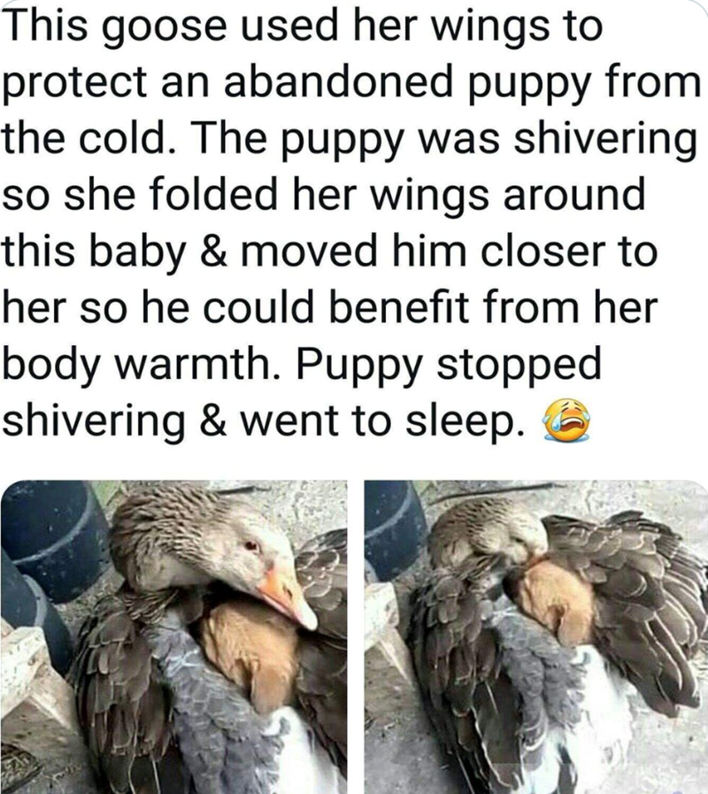 This goose used her wings to protect an abandoned puppy from the cold. The puppy was shivering so she folded her wings around this baby & moved him closer to her so he could benefit from her body warmth. Puppy stopped shivering & went to sleep.
