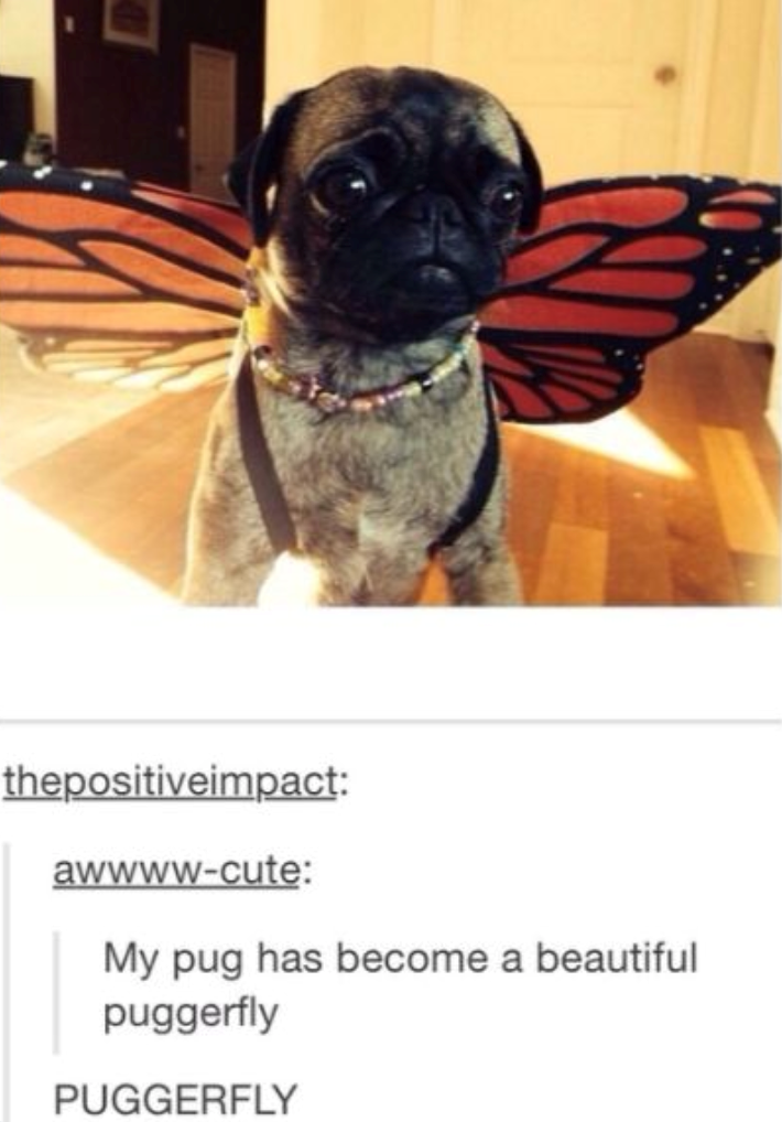thepositiveimpact: awwww-cute: My pug has become a beautiful puggerfly PUGGERFLY