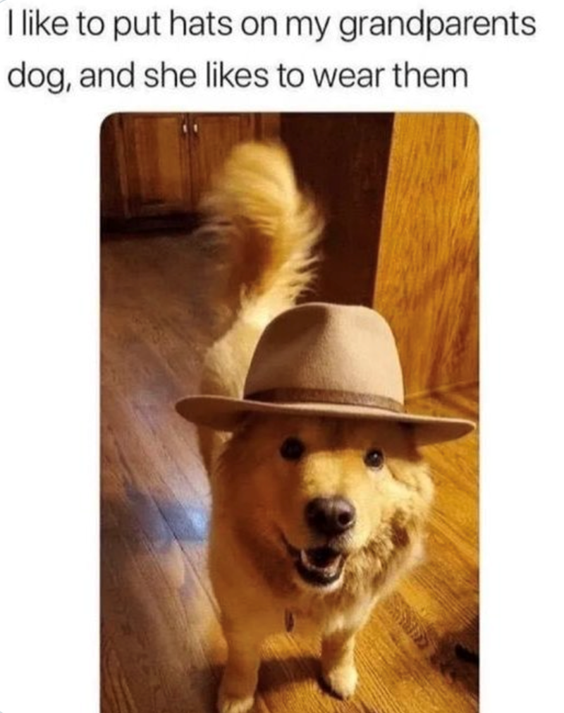 I like to put hats on my grandparents dog, and she likes to wear them