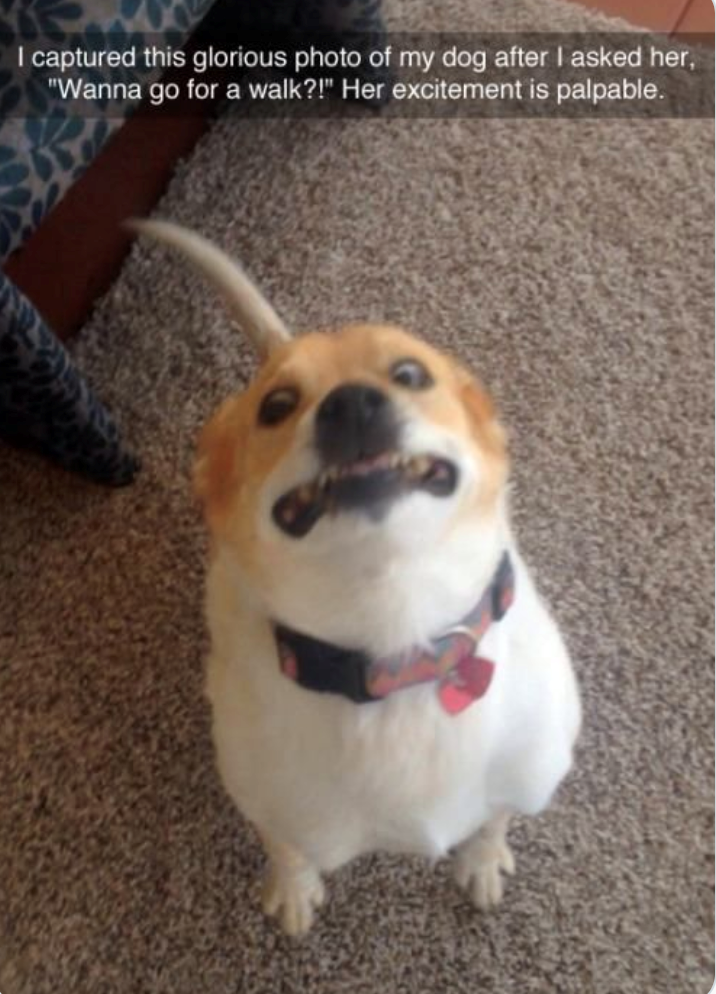 I captured this glorious photo of my dog after I asked her, "Wanna go for a walk?!" Her excitement is palpable.