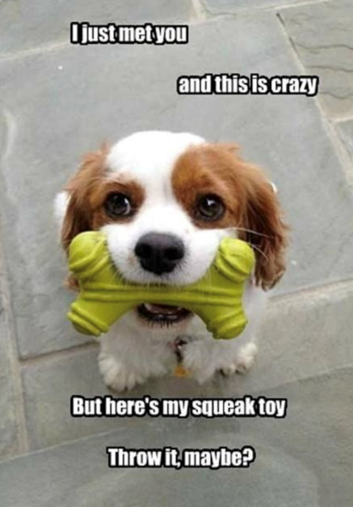 I just met you and this is crazy But here's my squeak toy Throw it, maybe?